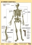 Az emberi csontváz - FIXI tanulói munkalap