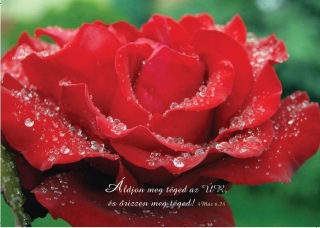 Képeslap: Áldjon meg téged az Úr /piros virág/